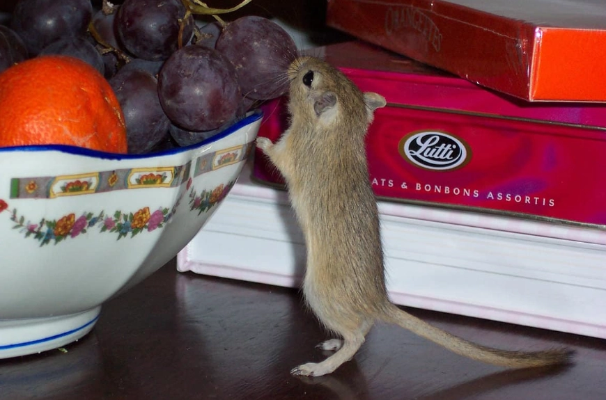 unsafe gerbil diet