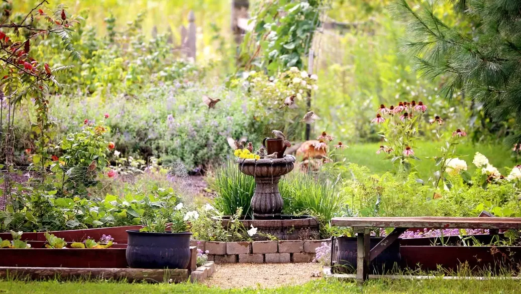 how to attract birds