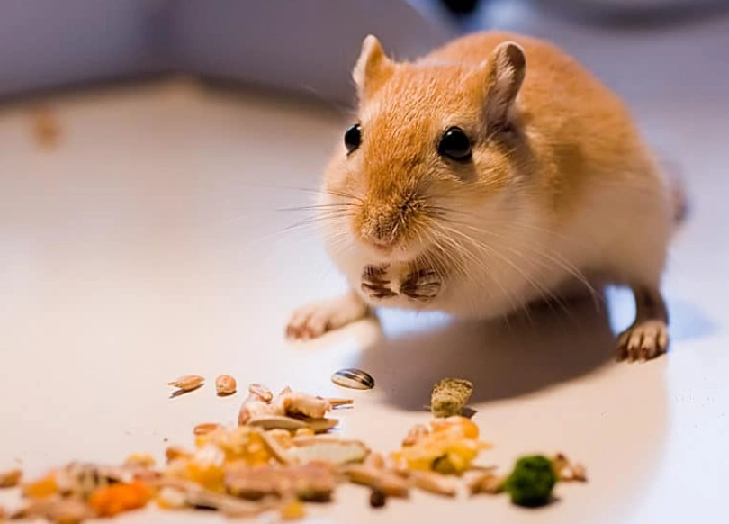 gerbil feeding schedule