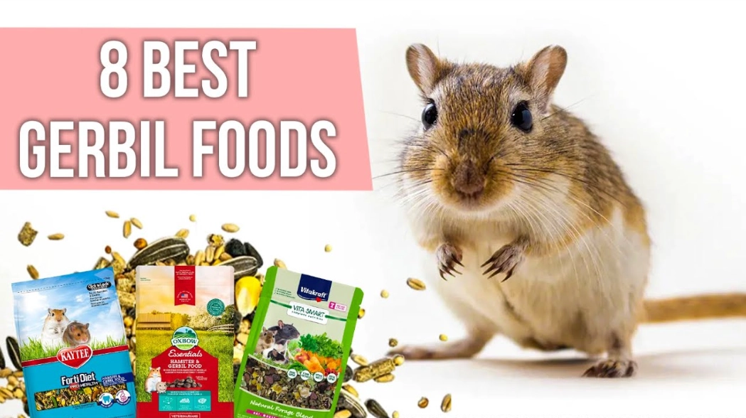 Best Diet for Gerbils: A Complete Feeding Guide