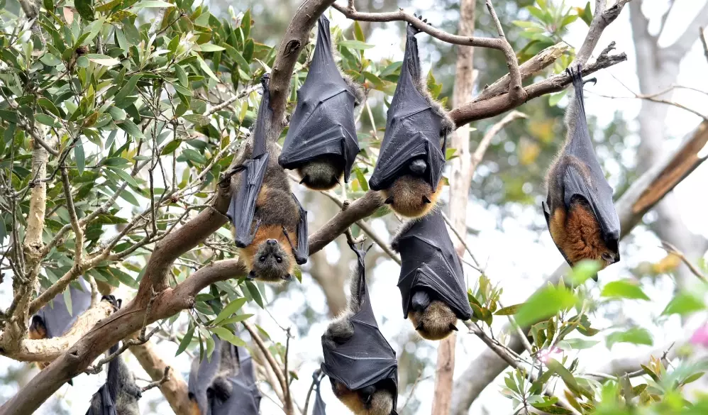 bat conservation