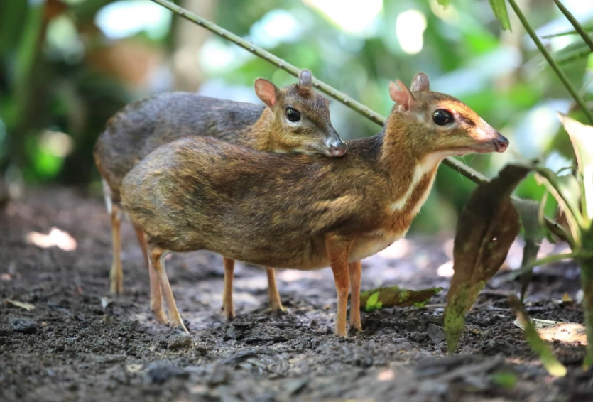 small mammals as pets