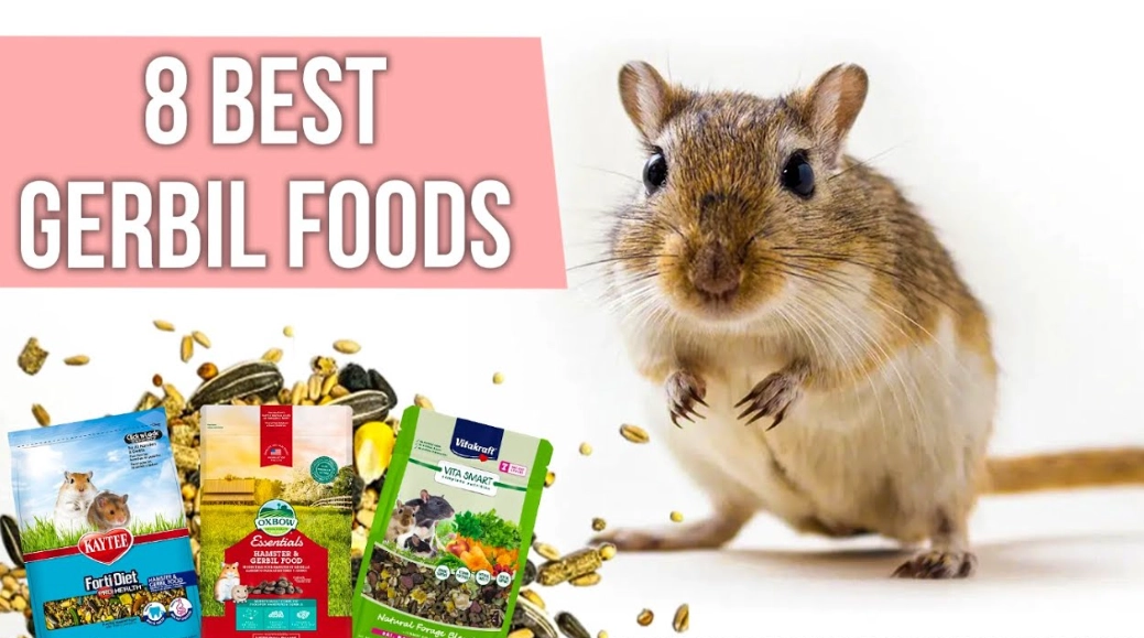Safe Foods for Gerbils: A Complete Diet Guide