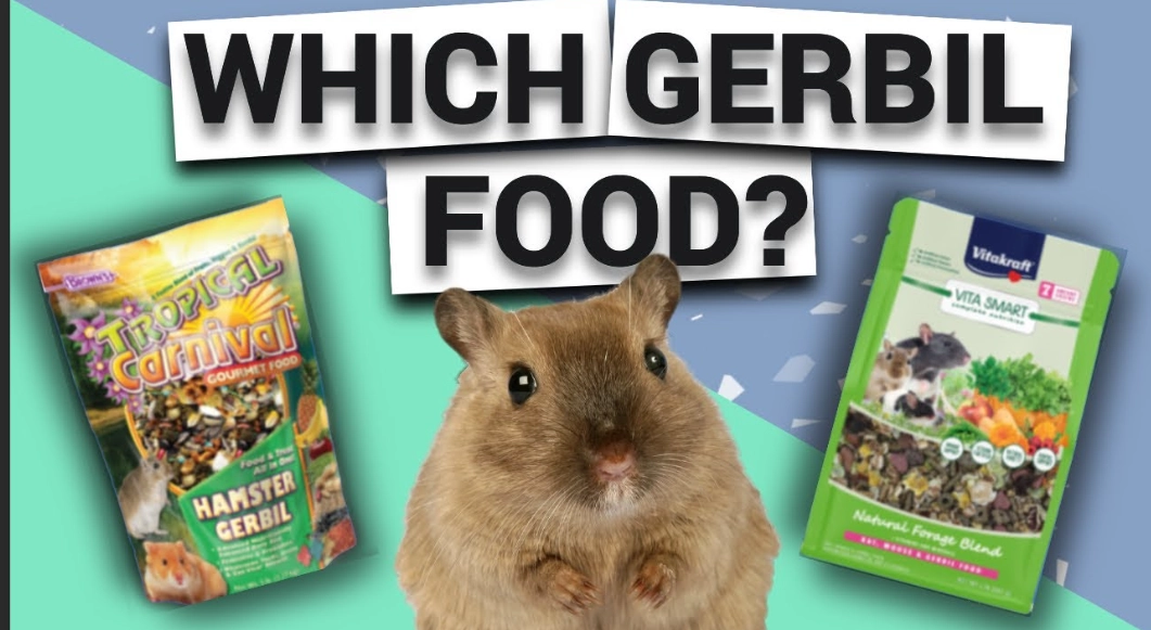 gerbil safe foods