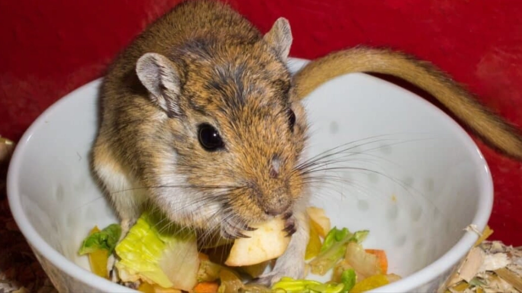 gerbil diet