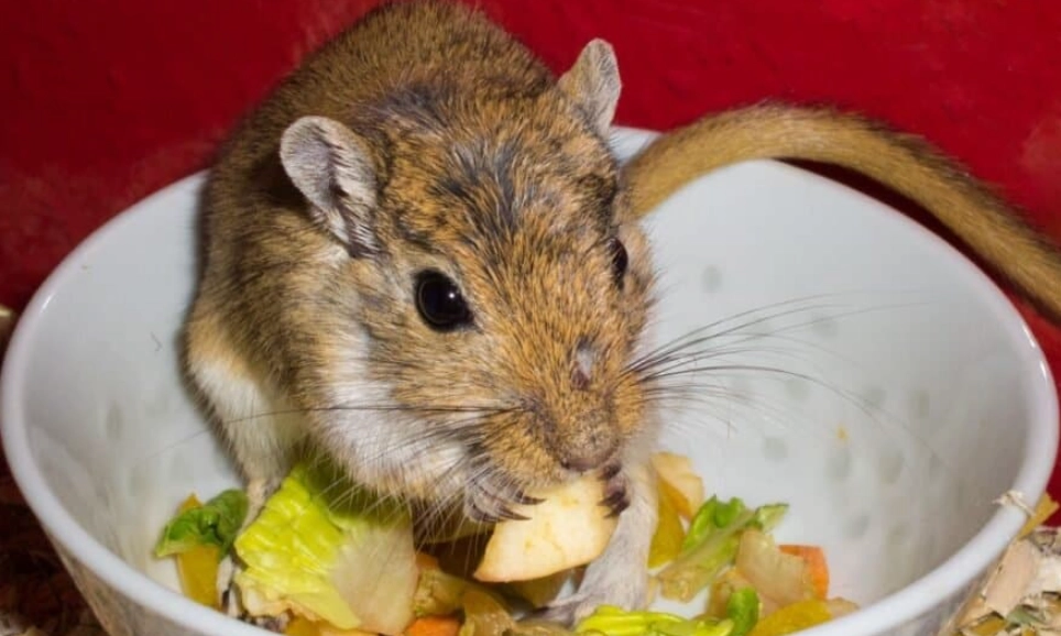 foods toxic to gerbils