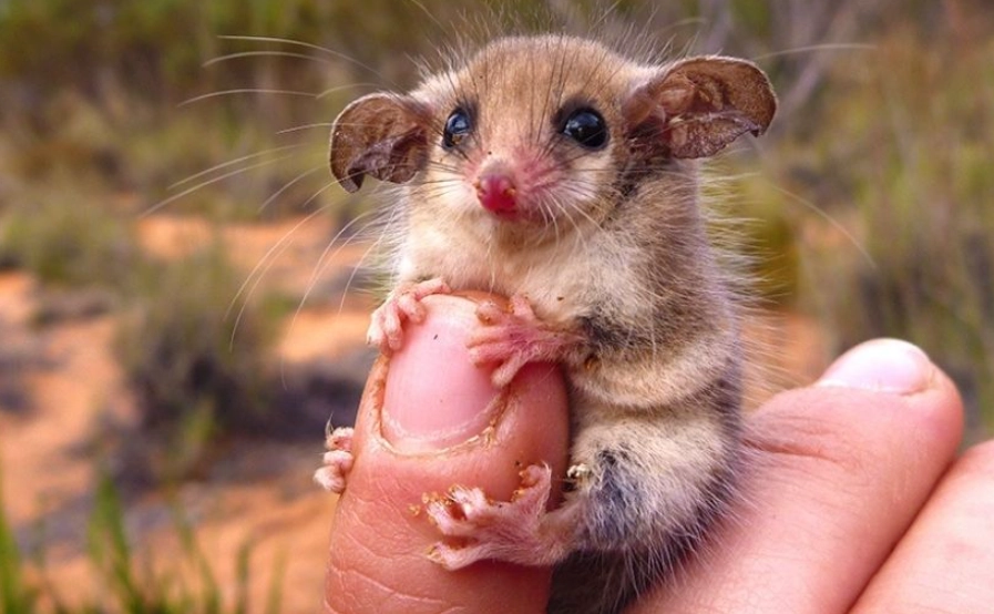 Small Mammals as Pets: Your Complete Guide to Choosing & Caring