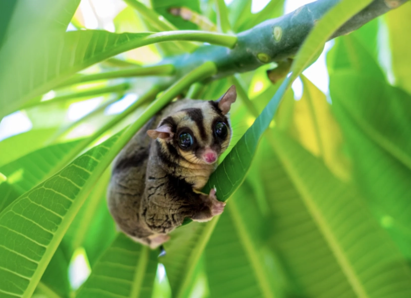 small mammals as pets