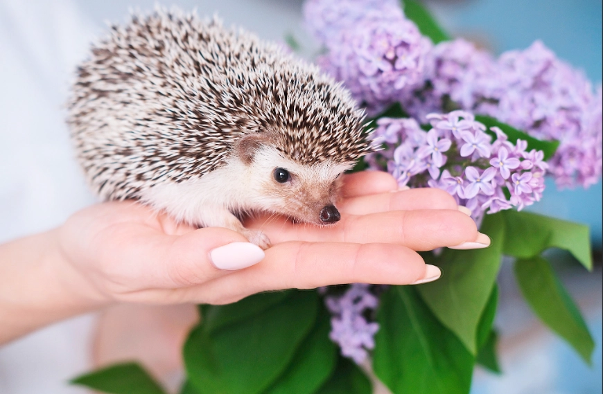 best small pets for beginners