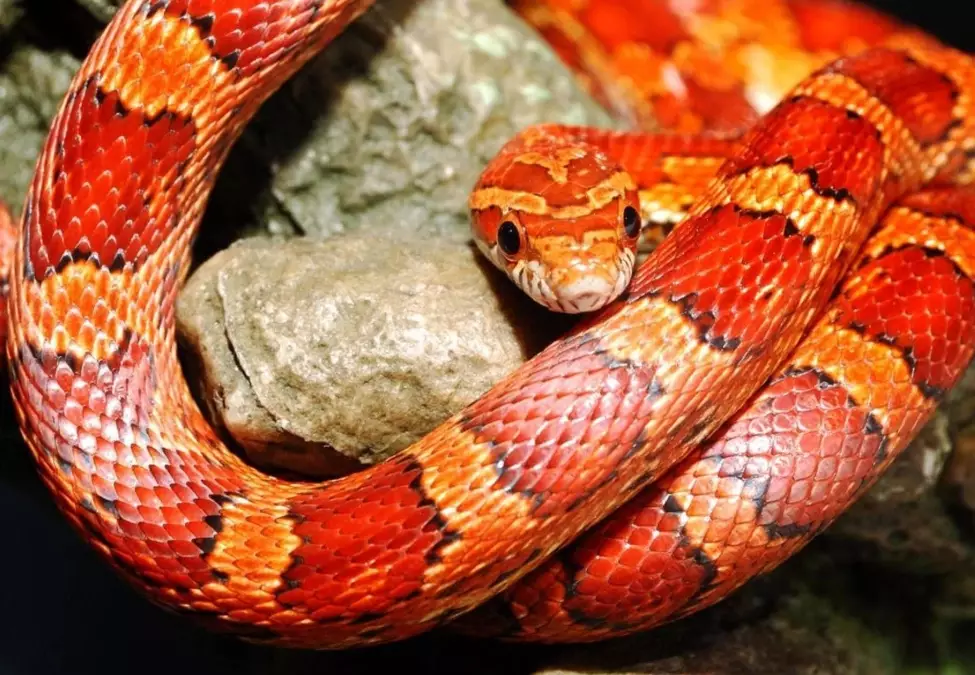 snake feeding schedule