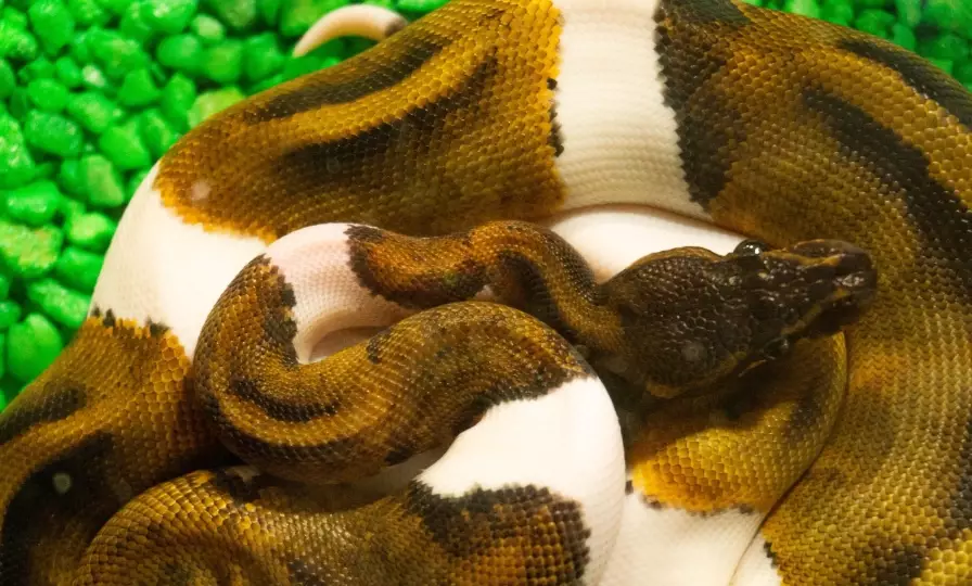 how often to feed ball python