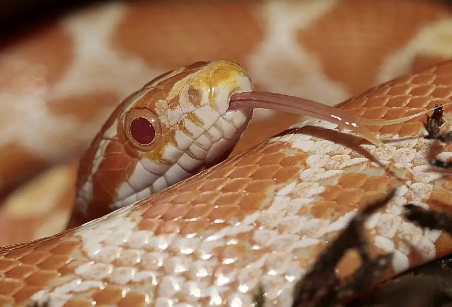 snake feeding schedule