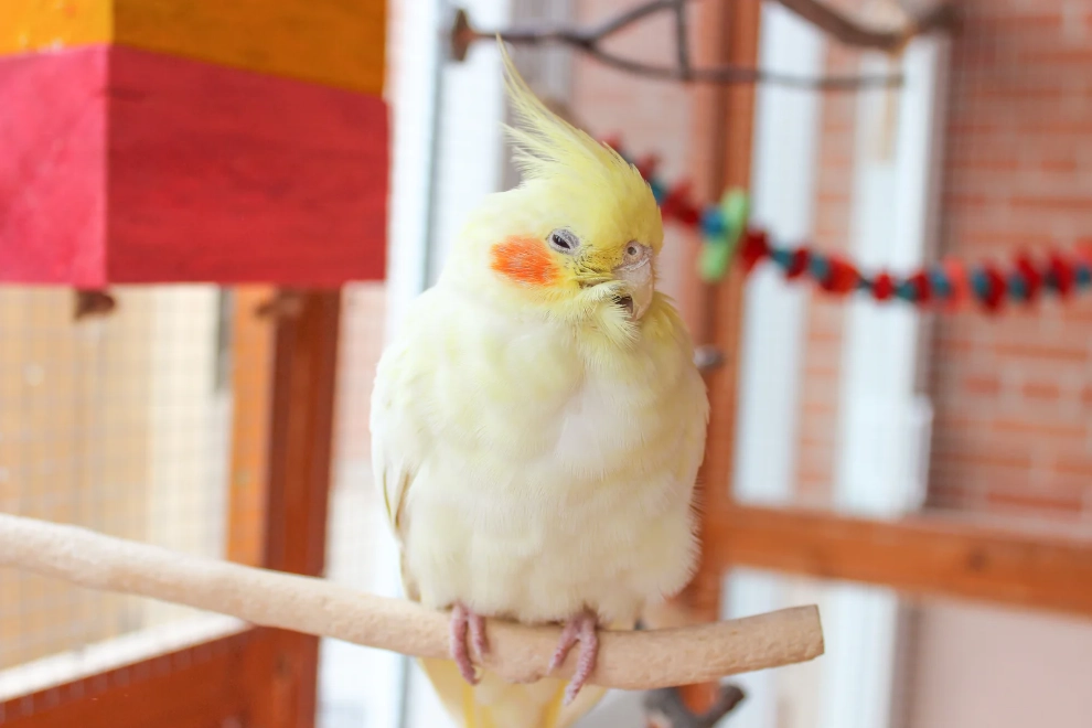 cold weather parrot tips