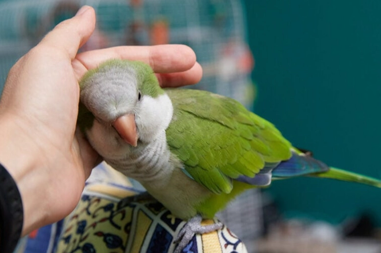 parrot ownership costs