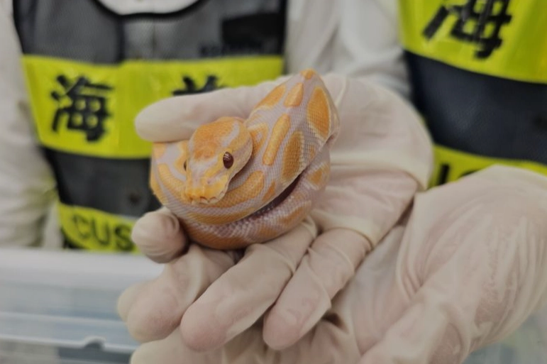 how much to feed a ball python