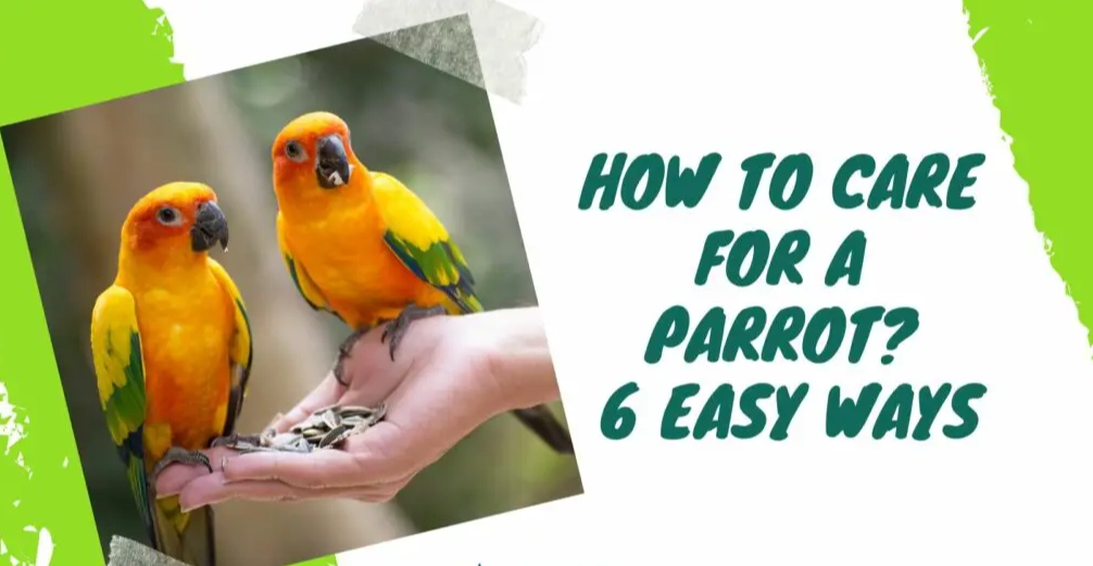 beginner parrot owner guide