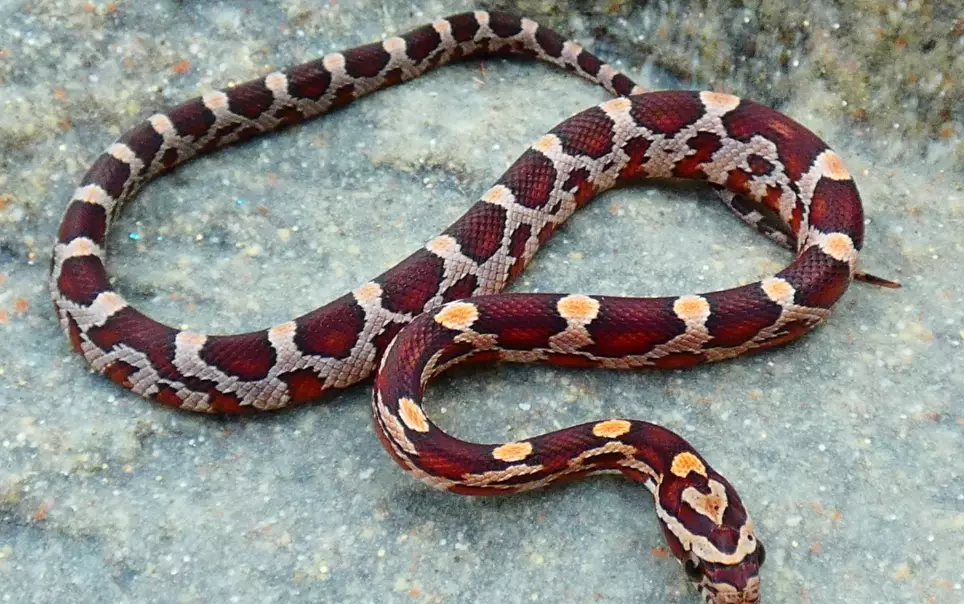 how often to feed a snake