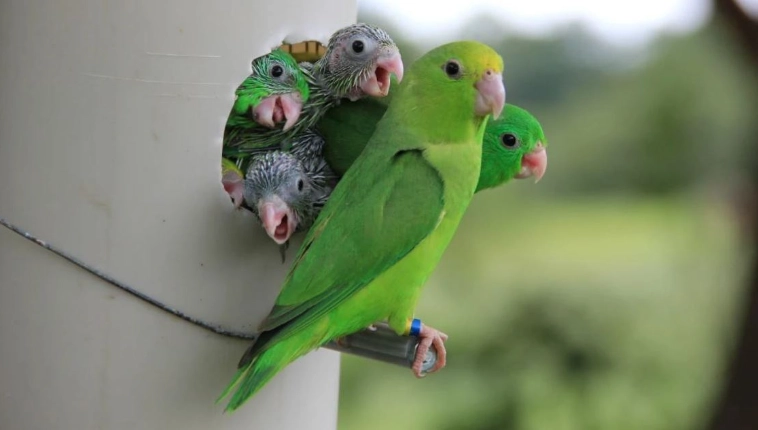 hand feeding baby parrot