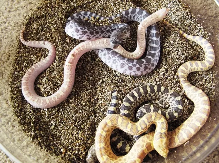 baby snake care