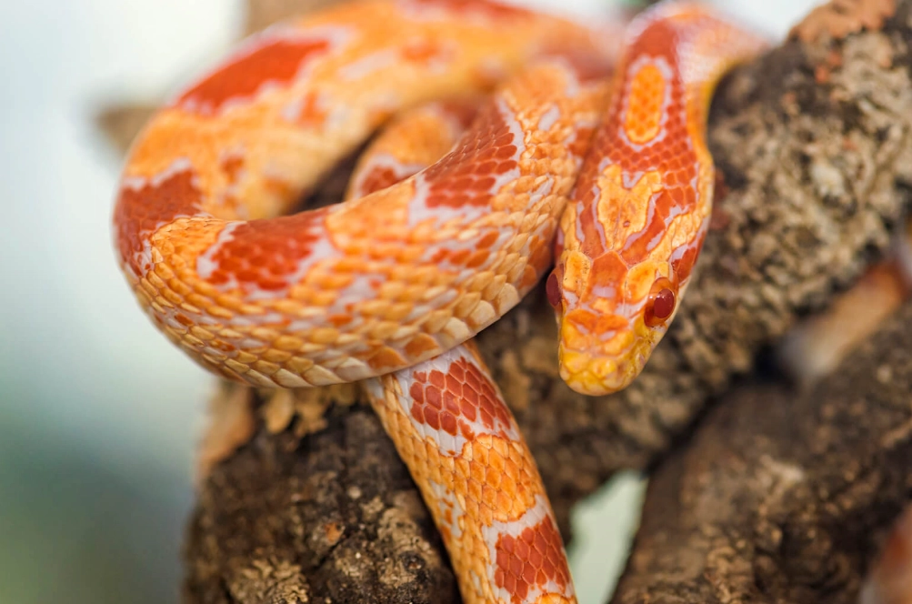 how much should i feed my snake