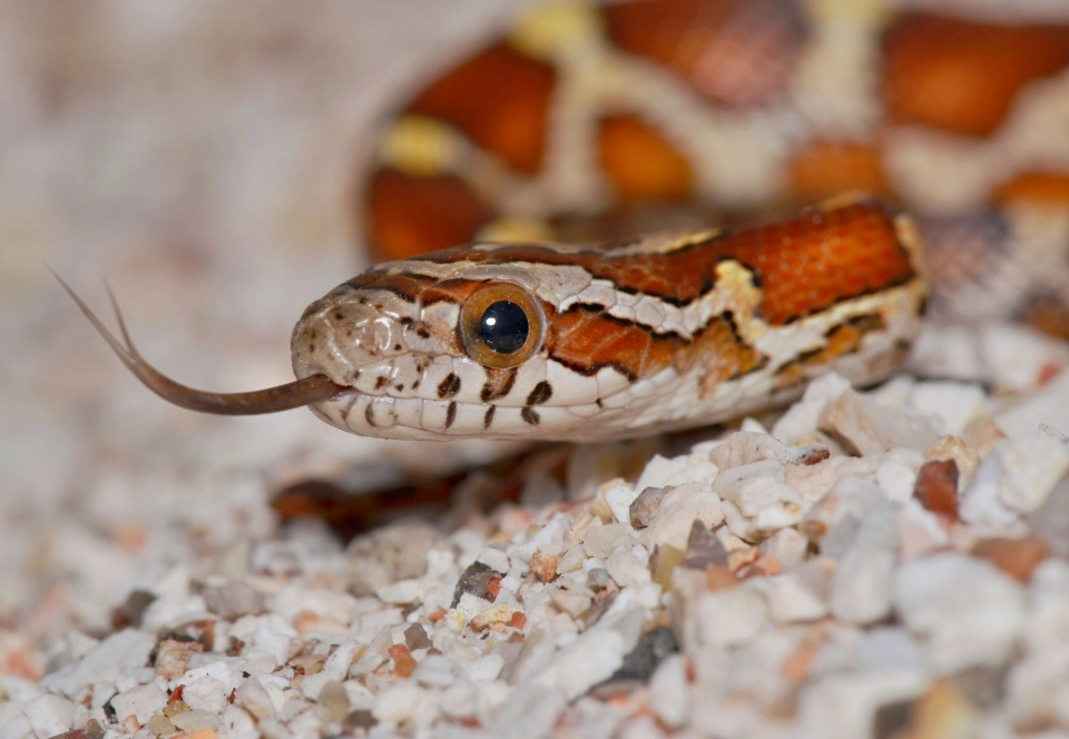 Snake feeding habits