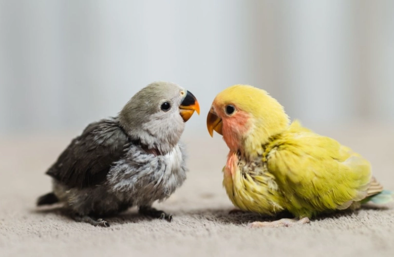 parrot chick development