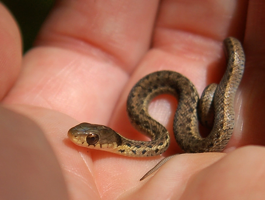 Baby snake feeding guide
