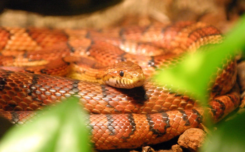 snake feeding schedule