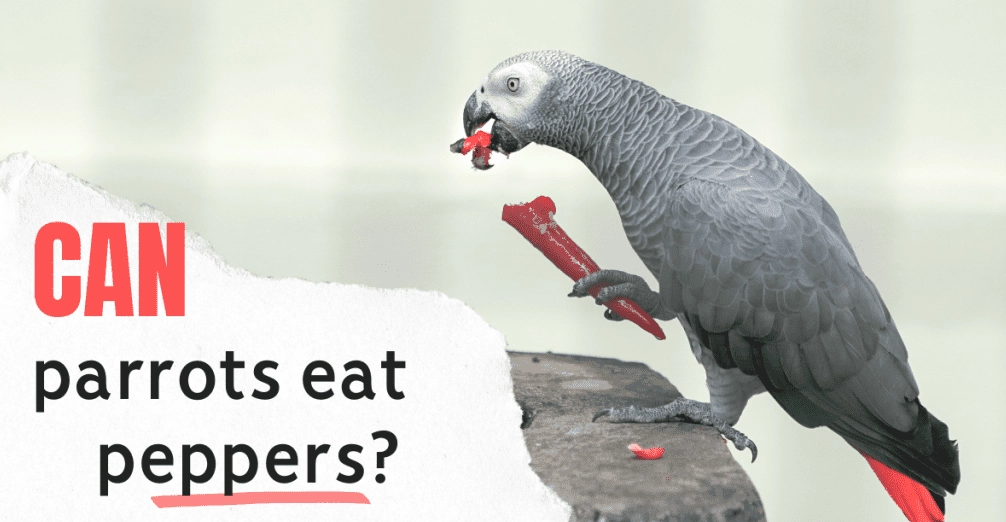 parrot care for beginners