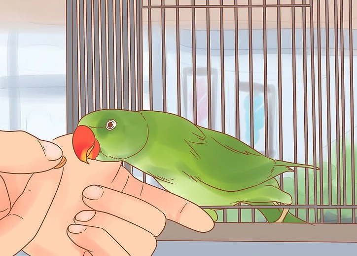 How to take care of a green parrot