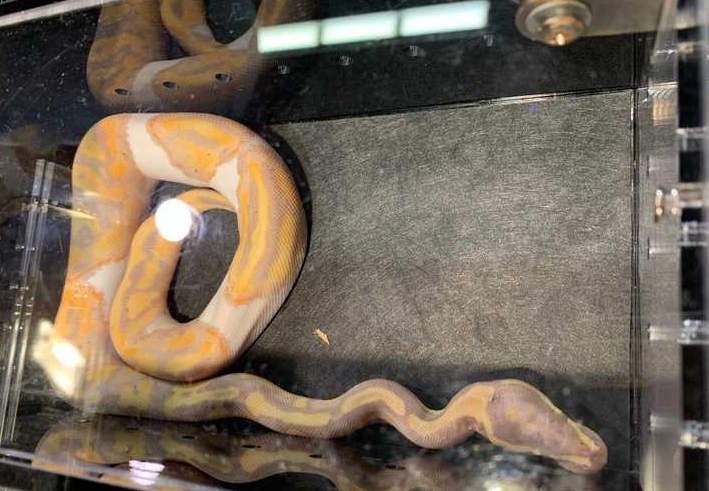 how often to feed ball python how often to feed ball python