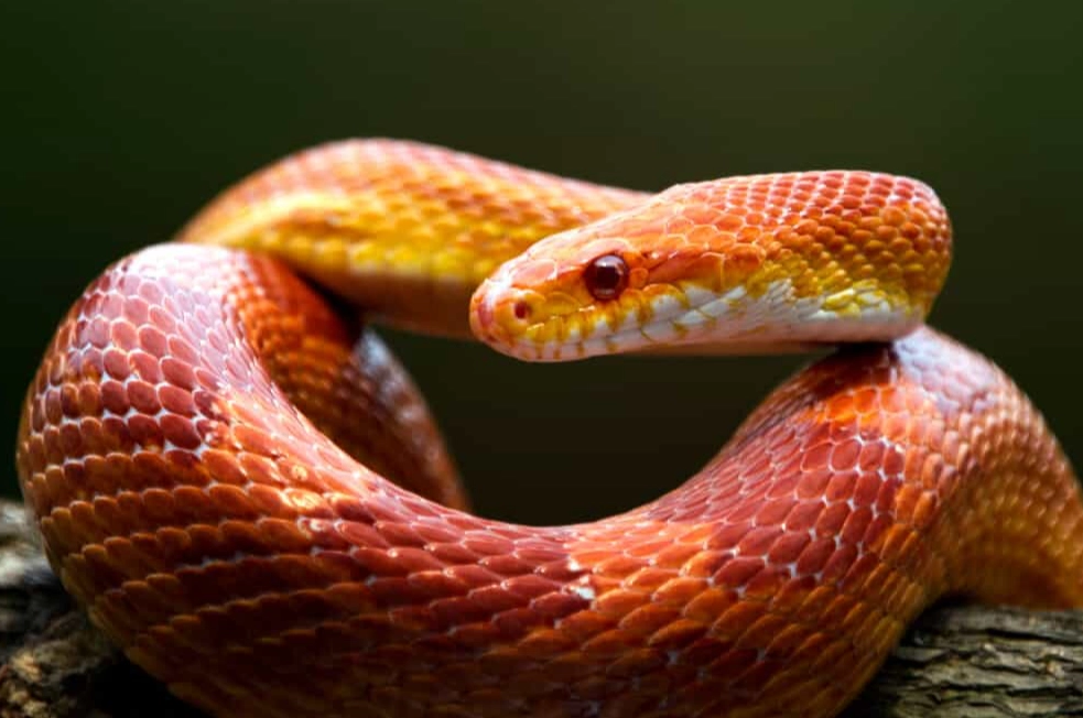 how often to feed a snake