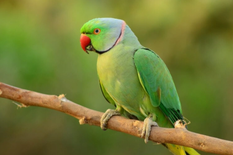 Green Parrot Care Guide: Diet, Cage Setup & Behavior Tips