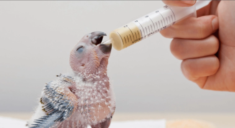 hand feeding baby parrot