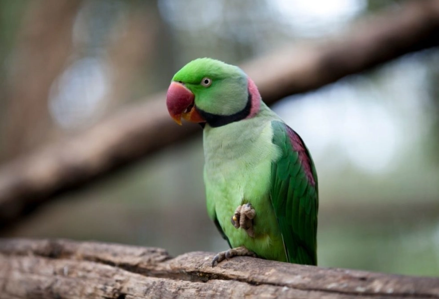 beginner friendly parrot