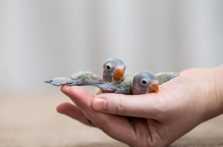 baby parrot care