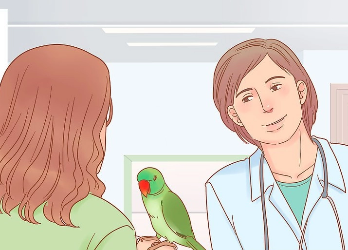 Parrot Care 101: A Beginner's Guide to a Happy, Healthy Bird