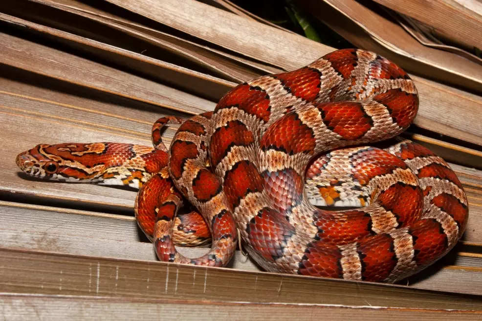 snake feeding schedule