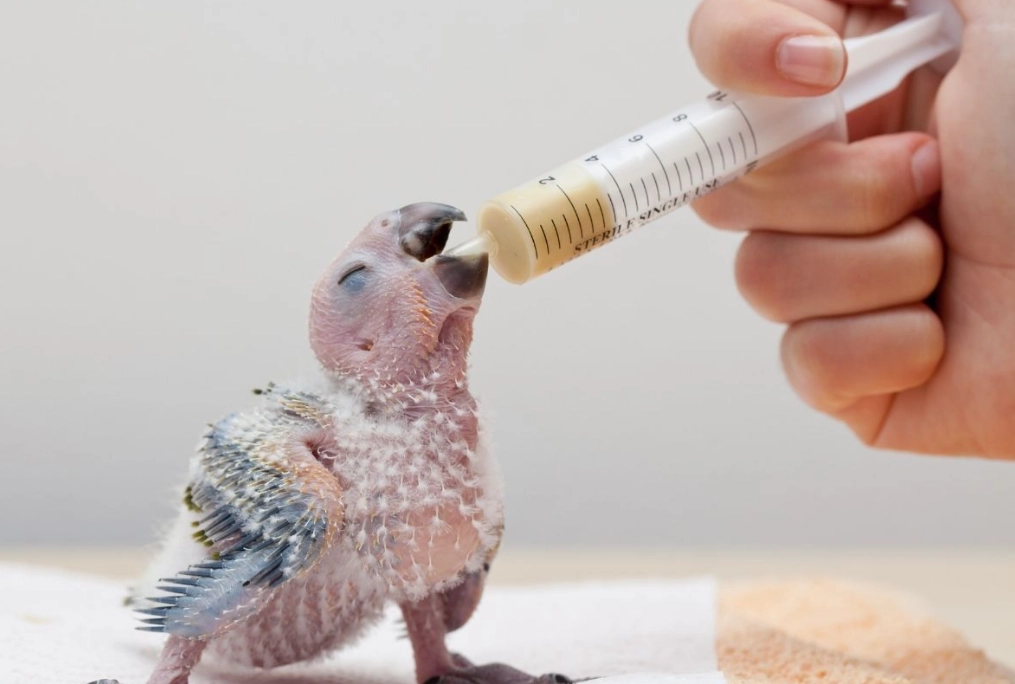 how to take care of a parrot