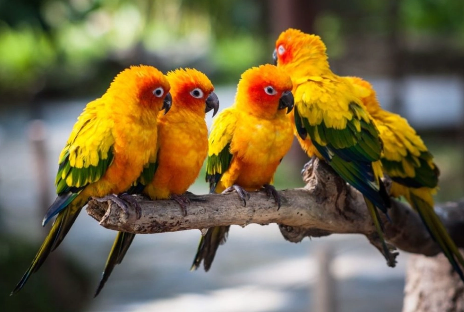 What is the best parrot for beginners?