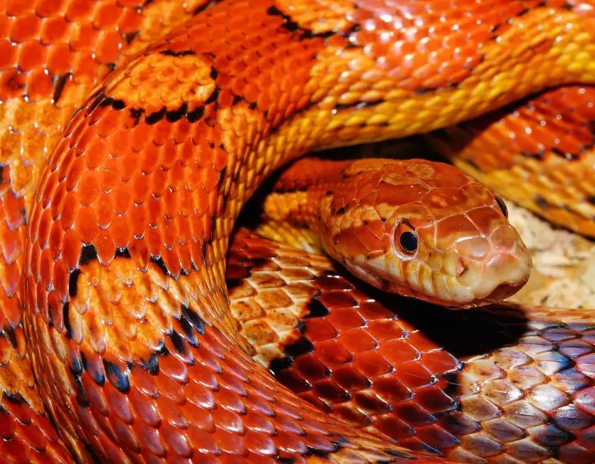 How much should I feed my snake?