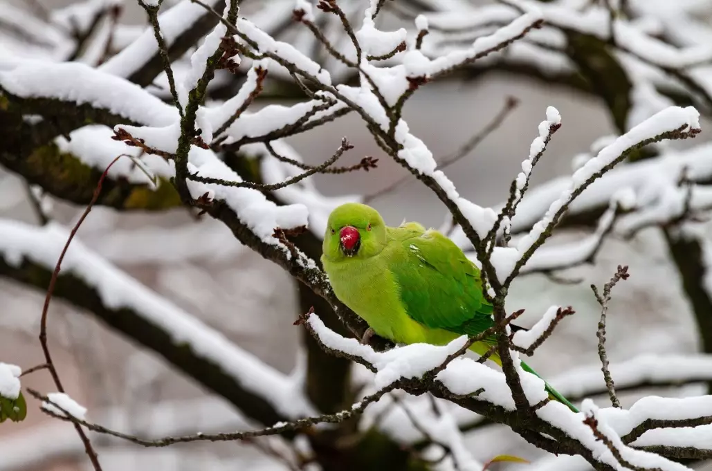 How to take care of parrot in winter