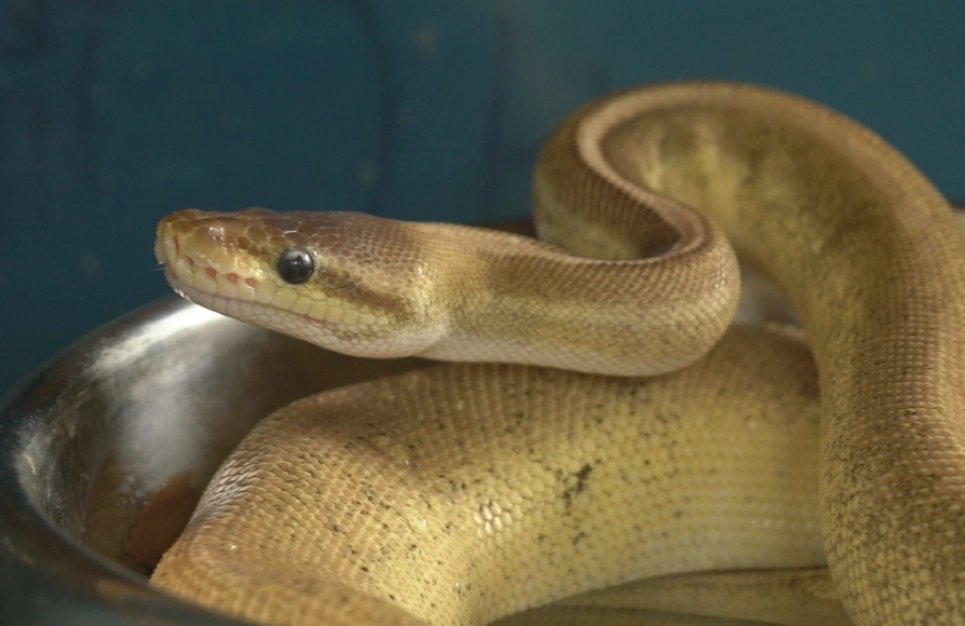 ball python feeding chart ball python feeding chart