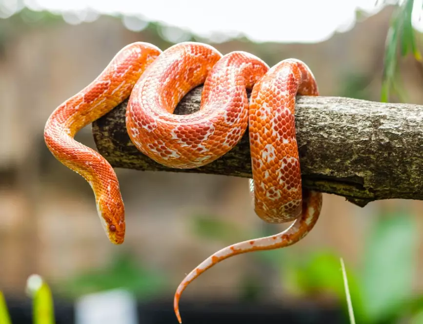 how much should i feed my snake