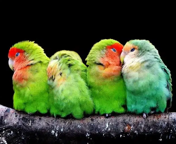 parrot care in winter