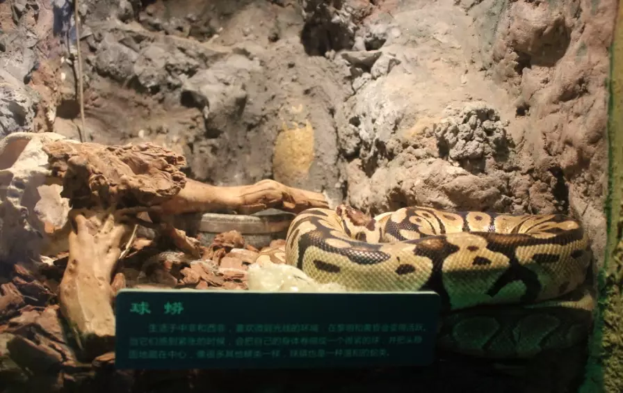 ball python feeding chart