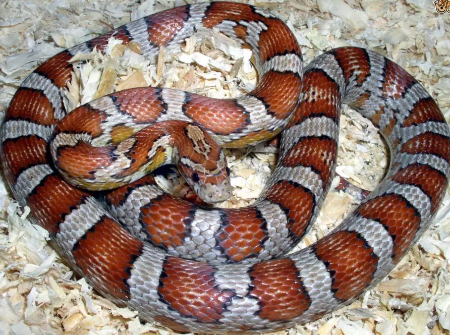 how often to feed a snake