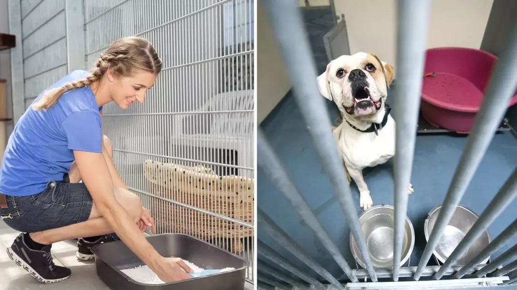 Paid Animal Shelter Jobs: Your Guide to Getting Paid to Help Animals