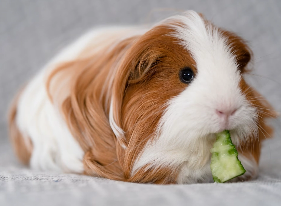 How to Choose the Best Pet for Your Home and Lifestyle