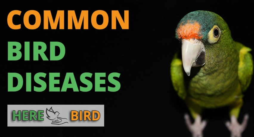 common bird diseases common bird diseases